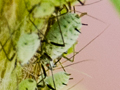 Macrosiphoniella artemisiae
